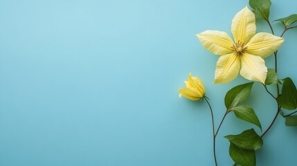 Space Yellow Clematis Scene Spring Green Garden Right