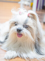 Close up of Shih Tzu dog with long, messy fur on floor.