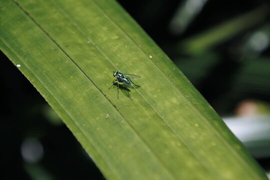 Metalic Green Fly Resting on a leaf - Powered by Adobe