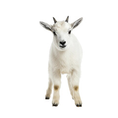 Obraz premium Animals photographed from different angles, animal theme or marketing campaign. High quality, realistic images with detailed textures, isolated on transparent background (PNG).