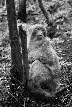 monkey black and white picture