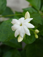 White jasmine flowers, decorative plants, beautiful plants in the yard and fresh aroma.
