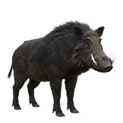 Fototapeta premium Animals photographed from different angles, animal theme or marketing campaign. High quality, realistic images with detailed textures, isolated on transparent background (PNG).