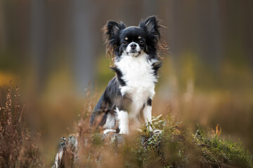 cute tricolor chihuahua dog sitting on a tree stump in the forest
