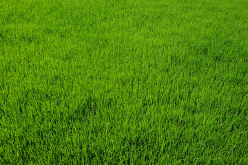 Vibrant green pattern and texture background of rice seedlings in rice fields.Rice seedbed.Agriculture industry concept.For graphic design,3D rendering and banner background