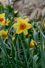 Obraz premium Vibrant Close-Up of Daffodils in a Spring Garden – Macro Photography of Yellow Flowers