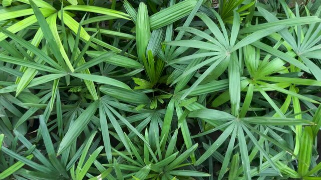 Rhapis Excelsa Lush Green Foliage Palm Trees Top View