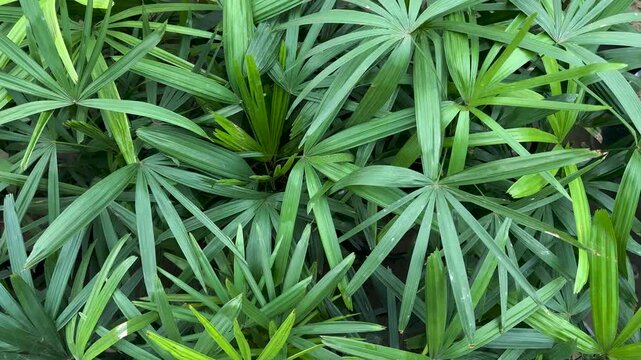 Lush Green Rhapis Excelsa Lady Palm for Tropical Garden Theme