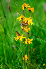 Arnika mit Wachtelweizenscheckenfalter