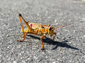 grasshopper on the ground