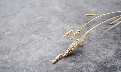 Wheat Stalks on Textured Gray Surface Background for Simple Still Life