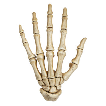 A detailed human skeletal hand showcasing the intricate bone structure of fingers and palm, isolated on white background.