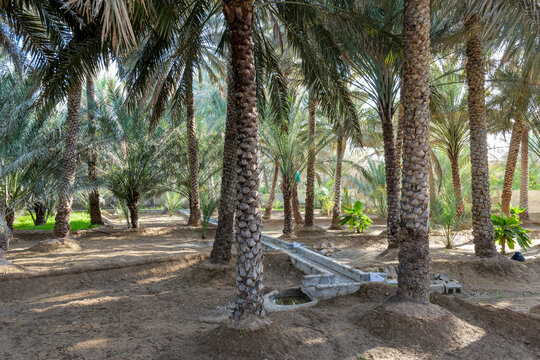 Palm trees and the ancient falaj irrigation system in Al Ain Oasis, UAE. This traditional water channel keeps the oasis green, offering shade and coolness in the desert heat