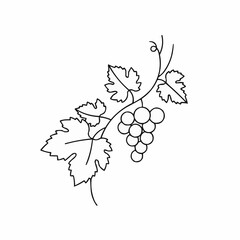 Elegant minimalistic illustration of grapevine with leaves and grapes