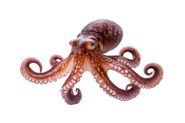 Fototapeta premium Large octopus with a white background, isolated