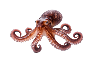 Large octopus with a white background, isolated