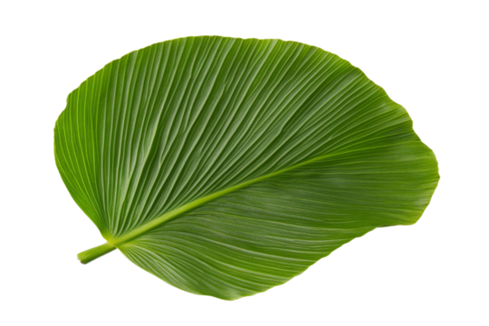 Leafy green leaf with a stem, isolated