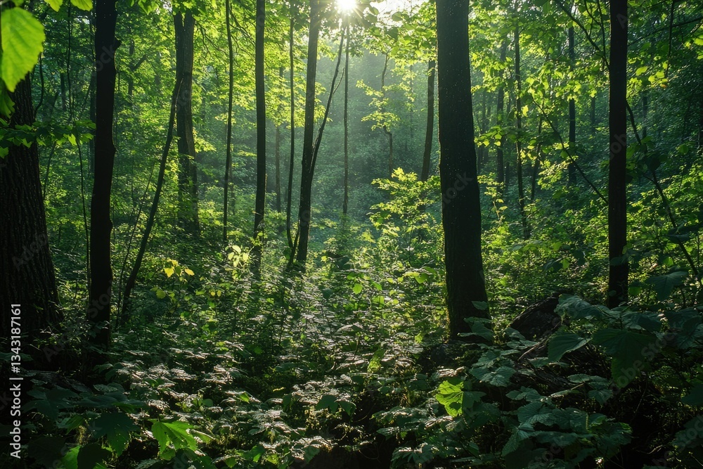 Poster sunlight streams through a lush green forest, illuminating the dense undergrowth and tall trees.