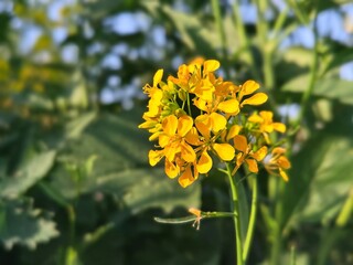 Rape flower 油菜花开