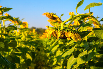 Dead sunflower. Dried dead sunflower in field on a blue sky background.