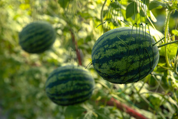 Watermelon growing in the garden. Natural watermelon growing on farmland, growing watermelon, cultivation of melon cultures. Sweet fruit growing in garden