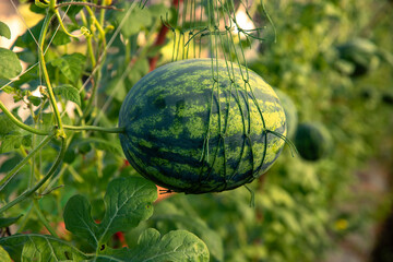 Watermelon growing in the garden. Natural watermelon growing on farmland, growing watermelon, cultivation of melon cultures. Sweet fruit growing in garden