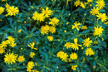 Yellow cosmos flowers on a green leaf background. Cosmos flowers...