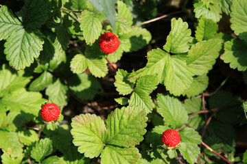 Walderdbeeren, Rotbeere, Monatserdbeere, Buscherdbeere