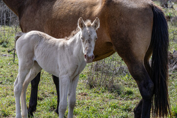 Fototapeta premium Close-up of a foal with its mother, the mare. Horses.
