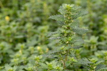 Urtica urens. Lesser stinging nettle, detail of a branch with leaves, inflorescences, and stinging hairs.