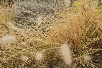 Close-Up of Dried Grass in Natural Setting