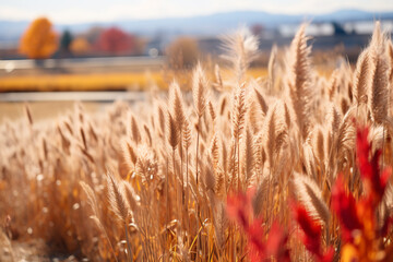 prairie undergoes a captivating metamorphosis in autumn, adorned with shimmering golden grasses, arrival of migrating birds, and a feeling of transformation and introspection as seasons shift