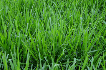 Background pattern and texture of green elephant grass in the field. Ecology and environmental concept. Natural food grass. Copy space for text. For graphic design, 3D rendering and banner background.