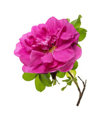 Obraz premium Pink rose, Rosa Rugosa with leaves isolated on white background