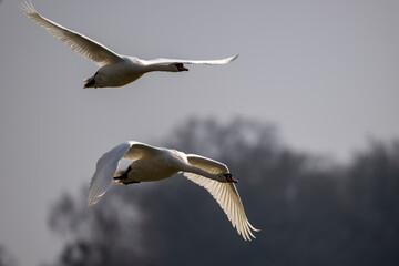 Fototapeta premium Fliegendes Schwan Paar über dem See - Wildlife