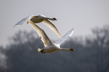 Fototapeta premium Fliegendes Schwan Paar über dem See - Wildlife