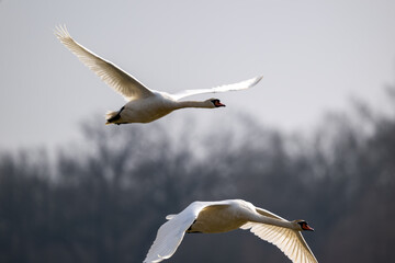 Fototapeta premium Fliegendes Schwan Paar über dem See - Wildlife