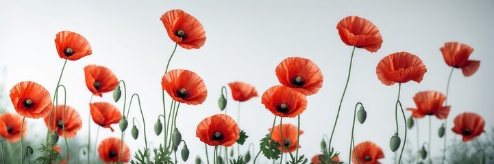 Obraz premium Vibrant field of red poppies against a soft, muted background creates a serene natural scenery