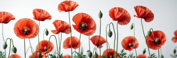 Obraz premium Graceful red poppy blossoms dancing in harmony against a serene and minimalist white background