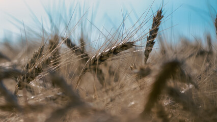 Fototapeta premium spikelets of wheat on the field close up