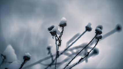 dry flowers in the snow