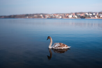 Beautiful landscape with a swan floating on the lake. Beautiful swan gracefully swimming on tranquil lake