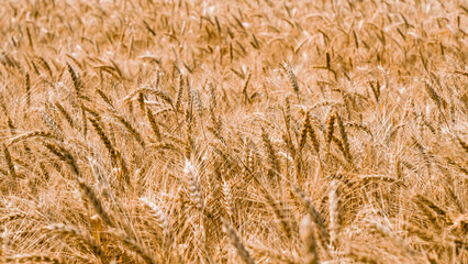 wheat spikelets pattern on the field