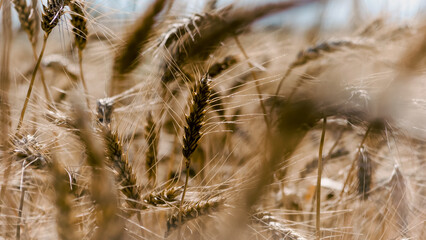 Fototapeta premium spikelets of wheat on the field close up