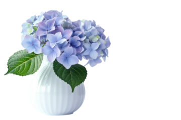 Elegant display of vibrant blue hydrangeas in a white vase against a minimalist backdrop, capturing nature's beauty indoors during spring