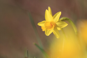 yellow daffodils in spring, daffodils in the garden, Daffodils shining in the sun, narcissus