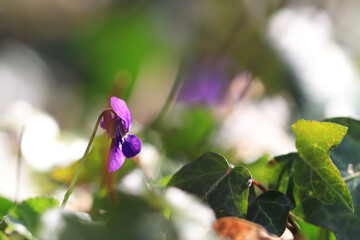 Blooming violets surrounded by green leaves and ivy,  purple violets in the sunlight, delicate purple petals on the forest floor, splashes of color on the forest floor