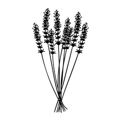 Lavender flower bouquet silhouette drawing black vector