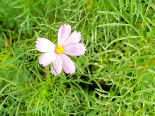 blooming pink cosmos flowering on green leaves background