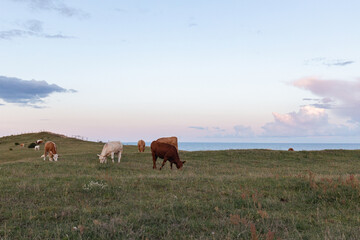 Cows grazing a field along the coastline in Kåseberga, Österle, Sweden